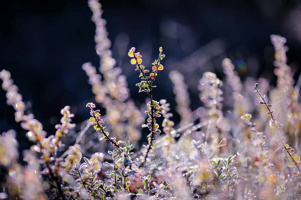 Plantas Cubiertas Heladas Clima Frío Otoño — Foto de Stock