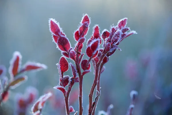 Plants covered with frost in the cold weather in the autumn