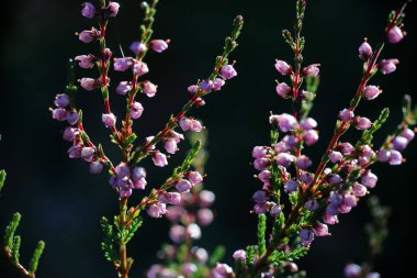 Sonbaharda soğuk havada donla kaplı çiçek açan fundalık.
