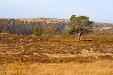 Forollhogna Ulusal Parkı, Norveç 'te Sonbahar