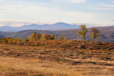 Forollhogna Ulusal Parkı, Norveç 'te Sonbahar