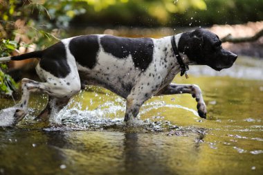 Köpek ingilizcesi ormanda güneşli suda avlanıyor.