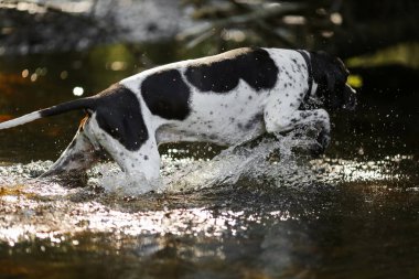 Ormanın güneşli sularında koşan köpek ingilizce işaretçisi.