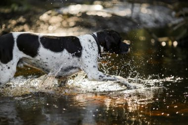 Ormanın güneşli sularında koşan köpek ingilizce işaretçisi. 