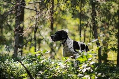 Güneşli yaz ormanlarında koşan köpek ingilizce işaretçisi
