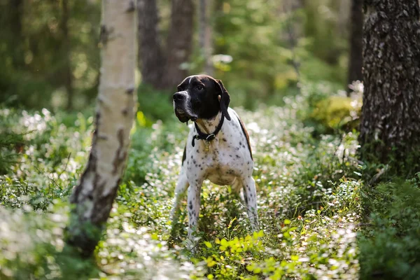 Hund Engelska Pekaren Jakt Den Soliga Sommarskogen — Stockfoto
