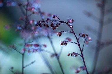 grass covered with water drops after rainy weather in the autumn