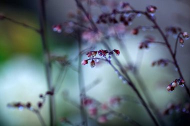grass covered with water drops after rainy weather in the autumn