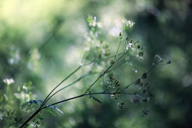 Yeşil bitkiler ve ağaçlarla dolu yaz arkaplanı
