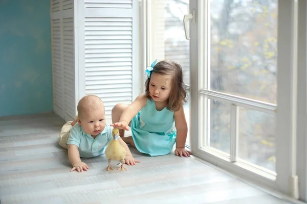 little sister in a blue dress and a bow in her hair and brother play at the window with a small yellow duck (goose chicken . Easter. Children and animals