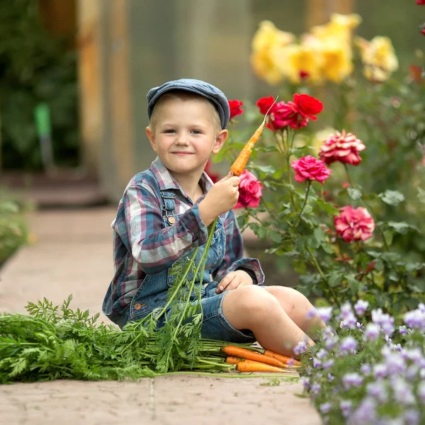 boy in denim overalls and a cap costs in the garden with a shovel in the beds with carrot. Little gardener