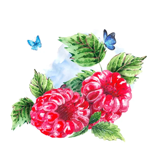 Hand-Malerei Sommer Aquarell Himbeeren — Stockfoto