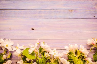 Blossoming apple tree on a wooden background, Blank template