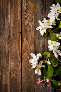 Blossoming apple tree on a wooden background, Black  template