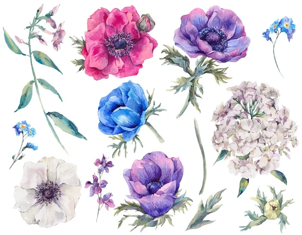 Set elementen van bloeiende anemonen — Stockfoto