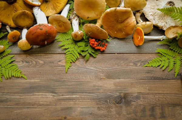 Pilze auf rustikalem Holzgrund — Stockfoto