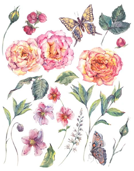 Set vintage watercolor roses, leaves and flowers — Stock Photo, Image