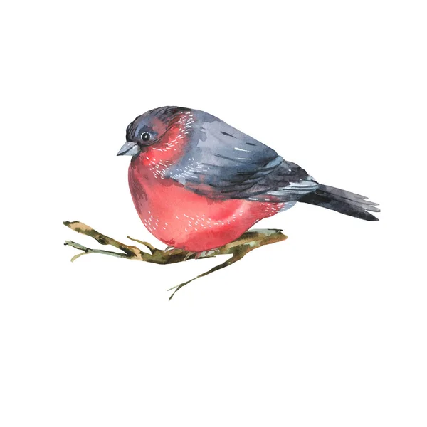 Watercolor Bullfinch Isolated White Background Forest Birds Illustration Woodland Creatures — Stock Photo, Image