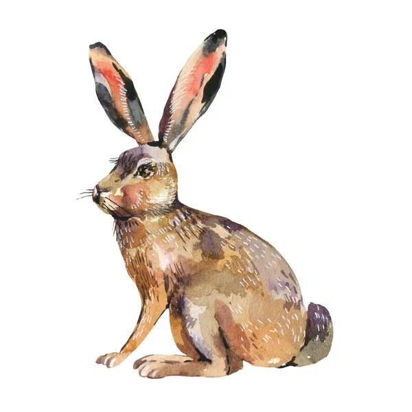 Suluboya tavşanı beyaz arka planda izole edilmiştir. Orman hayvanları illüstrasyonu. Orman yaratıkları.