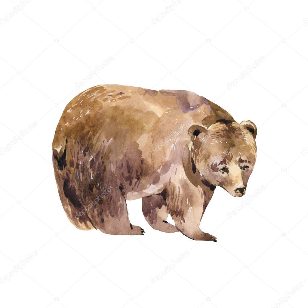 Watercolor bear isolated on white background. Forest animals illustration. Woodland creatures.