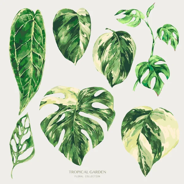 Vektorové Akvarely Tropické Zelené Listy Monstera Různorodá Zeleň Ilustrace Botanické — Stockový vektor