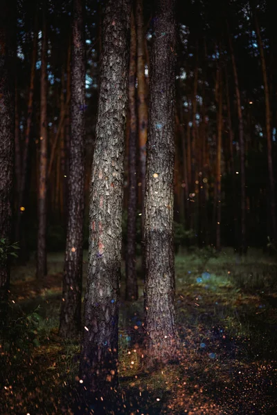 Floresta Pinheiro Floresta Escura Com Árvores Perenes Floresta Encantada — Fotografia de Stock