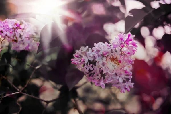 Větvička Šeříků Jarní Květiny Slunečný Den Ztlumené Květinové Botanické Pozadí — Stock fotografie