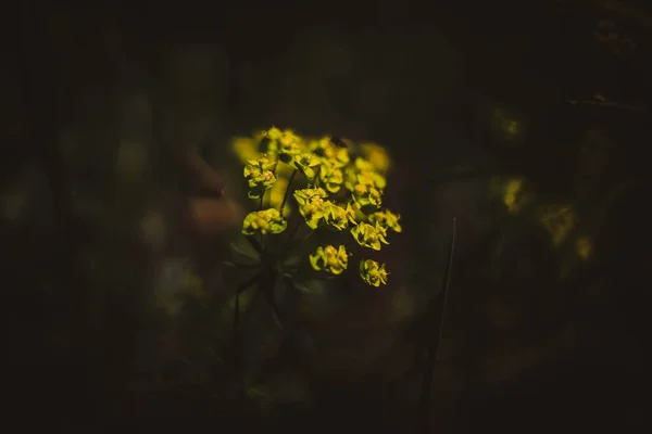 Floresta Encantada Ervas Mágicas Plantas Bruxa Verde Fundo Floresta Mística — Fotografia de Stock