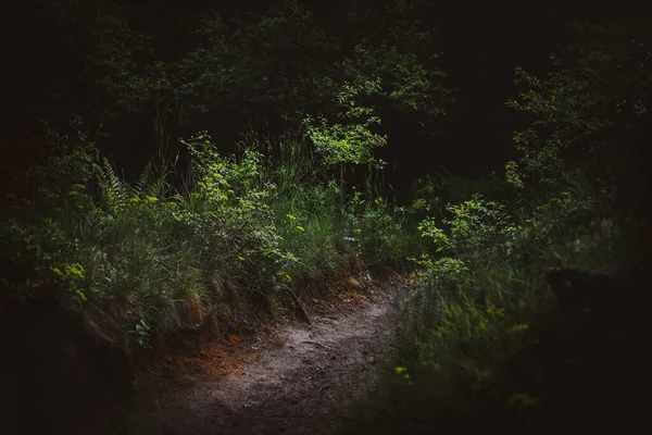 Floresta Encantada Trilha Mágica Fundo Floresta Mística — Fotografia de Stock