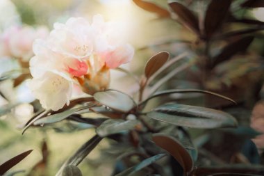 Açelyanın yumuşak yaz çiçekleri, rhododendron, doğal hazineler. Sabah güneş ışığı dokusu 