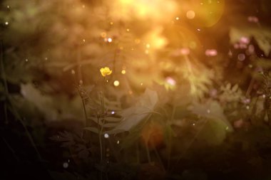 Papatyalarla dolu yaz çayırları, doğal hazineler. Yeşil cadı arkaplanı, mistik ışık dokusu 