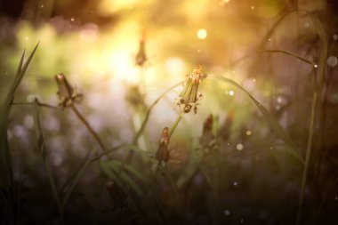 Papatyalarla dolu yaz çayırları, doğal hazineler. Yeşil cadı arkaplanı, mistik ışık dokusu 