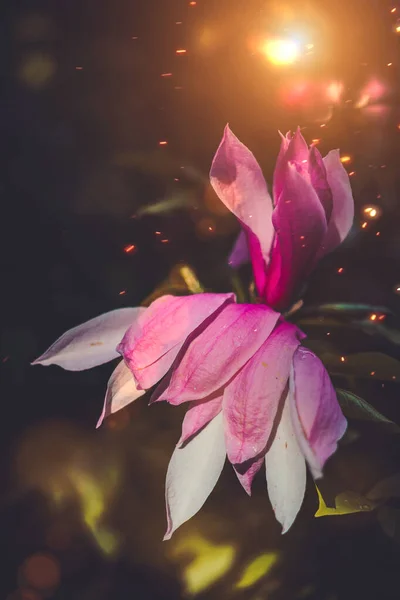 Letní Květiny Magnólie Přírodní Poklady Sluneční Květinová Textura — Stock fotografie