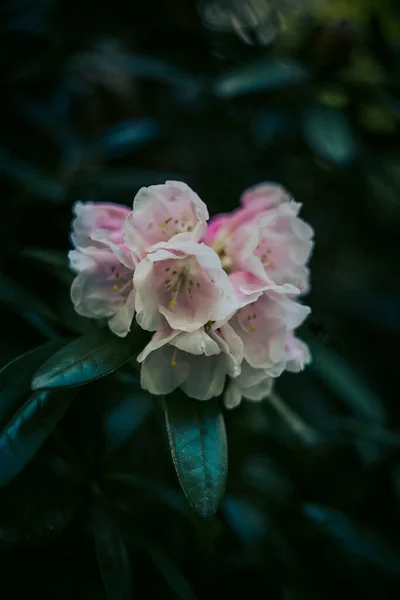 Zomer Bloemen Van Azalea Rododendron Natuurlijke Schatten Groene Heks Donkere — Stockfoto