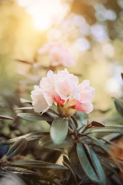 Jemné Letní Květiny Azalky Rododendron Přírodní Poklady Ranní Sluníčko Textury — Stock fotografie