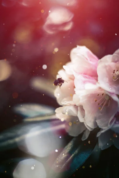 Milda Sommarblommor Azalea Och Rhododendron Naturliga Skatter Morgon Sol Konsistens — Stockfoto