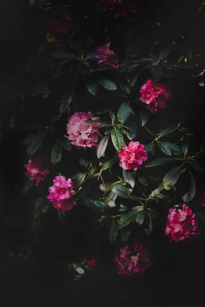 Secret garden, Summer flowers of pink azalea, rhododendron, natural treasures. Dark nature background, mystical light texture