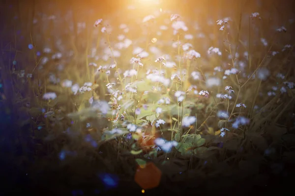 Äng Sommar Blommor Ett Solljus Naturlig Mörk Konsistens Muddrad Mild — Stockfoto