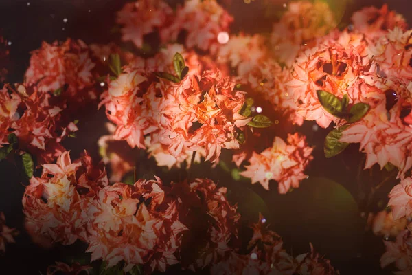 Tajná Zahrada Letní Květiny Azalky Rododendron Přírodní Poklady Tmavé Přírodní — Stock fotografie