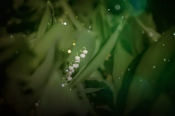 Lelies Van Vallei Lente Achtergrond Licht Bokeh Zomer Bos Tuin — Stockfoto