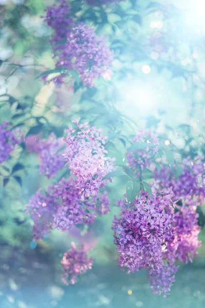 ライラックの緑豊かな茂み 晴れた日の春の花 草木染め花植物の背景 — ストック写真