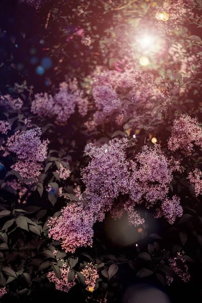 Exuberantes Arbustos Lilas Flores Primavera Día Soleado Fondo Botánico Floral — Foto de Stock