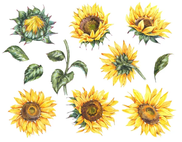 Conjunto Aquarela Girassóis Flores Verão Elementos Vintage Coleção Floral Amarelo — Fotografia de Stock