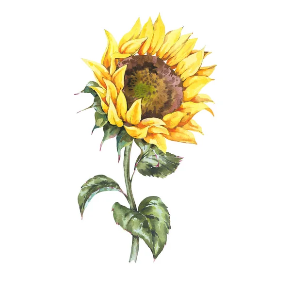 Watercolor Sunflowers Summer Vintage Flowers Natural Yellow Floral Greeting Card — Stock Photo, Image