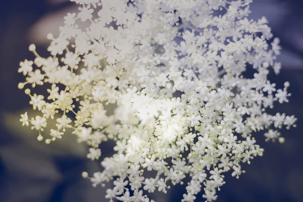 Blooming Elder Witte Bloem Bloesem Bush Behang Achtergrond Desktop Cover — Stockfoto