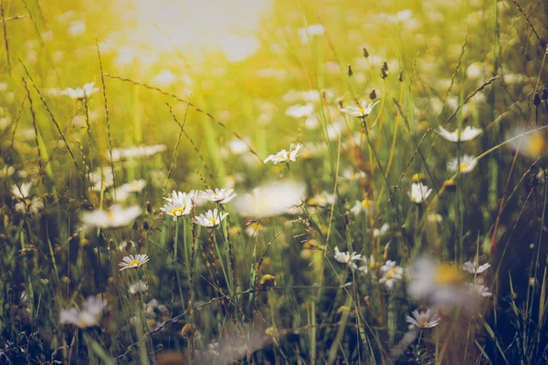 Letní Louka Sluneční Svit Divoké Květy Rozmazané Pozadí Bokeh Selektivní — Stock fotografie