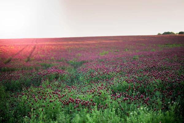 Virágzó Mezők Vörös Bíbor Lóhere Trifolium Inkarnatum Nyári Rét Táj — Stock Fotó