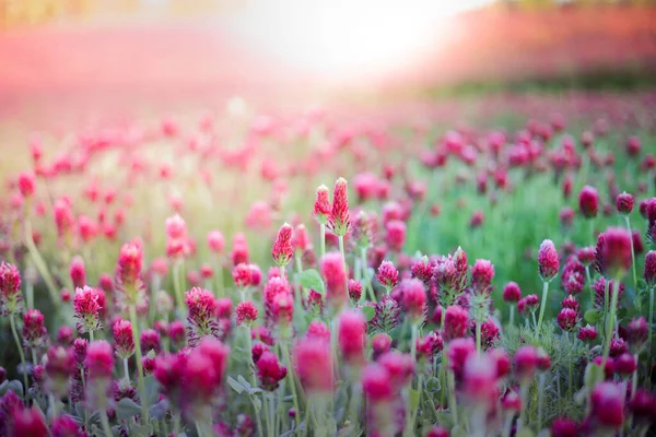 Bloeiende Velden Van Rode Karmozijnrode Klaver Trifolium Incarnatum Zomerweidelandschap Zon — Stockfoto