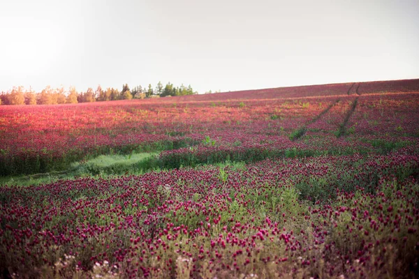 Kvetoucí Pole Červeného Karmínového Jetele Trifolium Incarnatum Letní Louka Krajiny — Stock fotografie