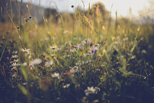 Letní Louka Zelená Tráva Sluníčko Wildflowers Údolí Rozmazané Pozadí — Stock fotografie